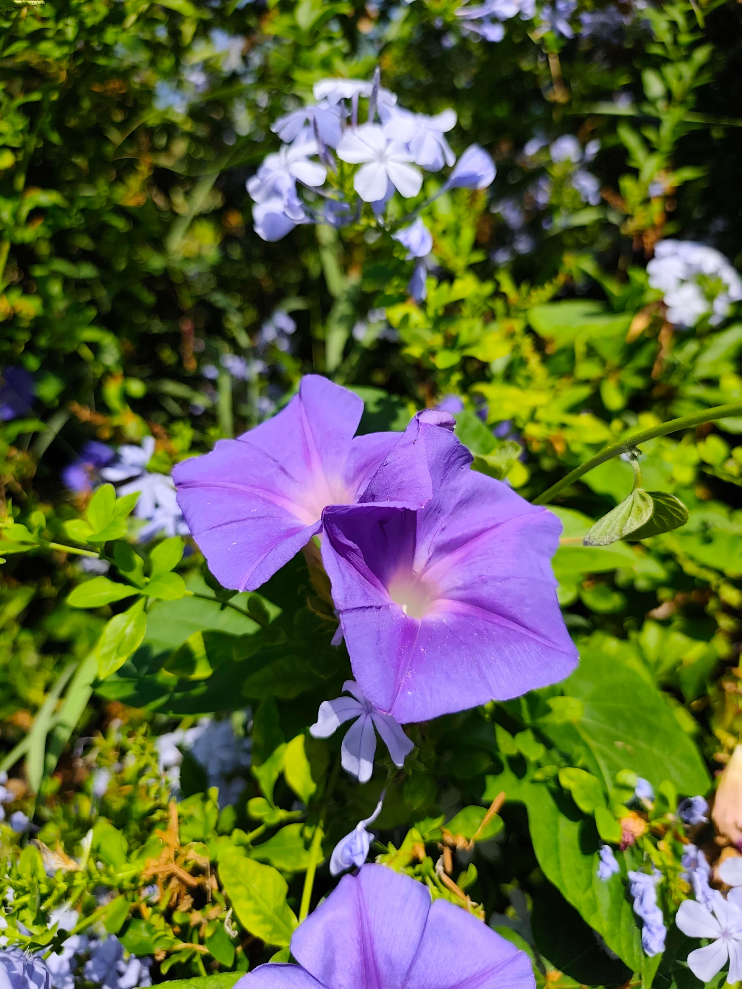 IMG_20250725_093903_jxhfkc